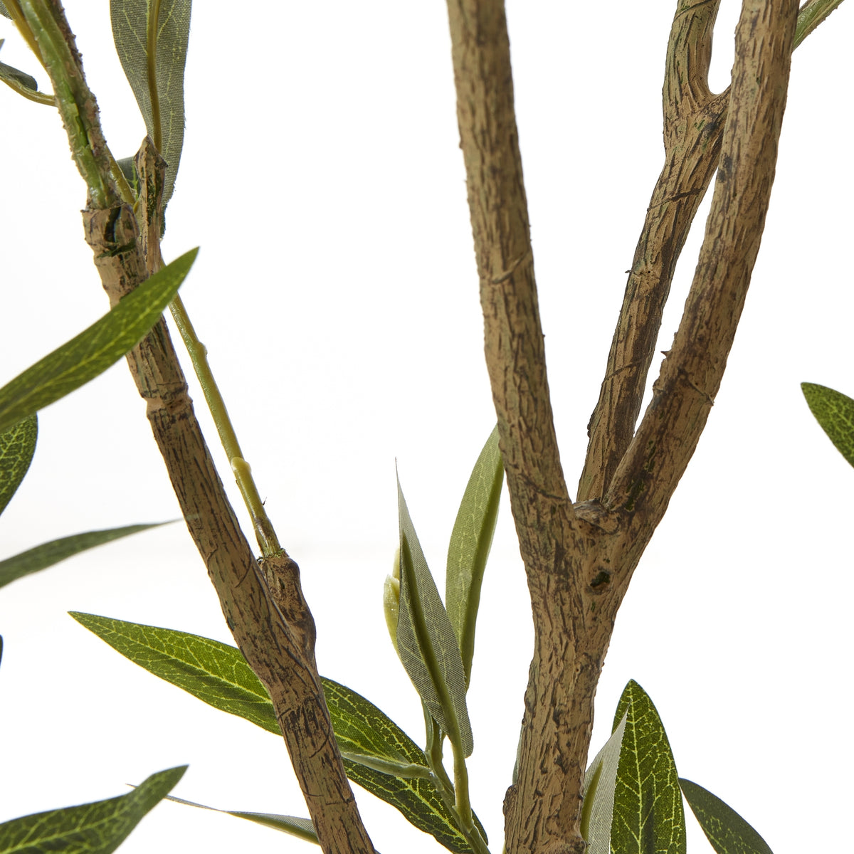 Apulia Olive Tree In White Pot 210Cm image 3