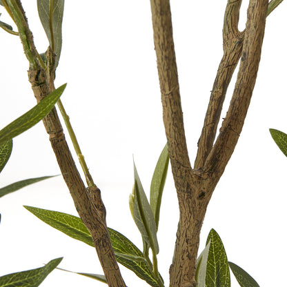 Apulia Olive Tree In White Pot 210Cm image 3