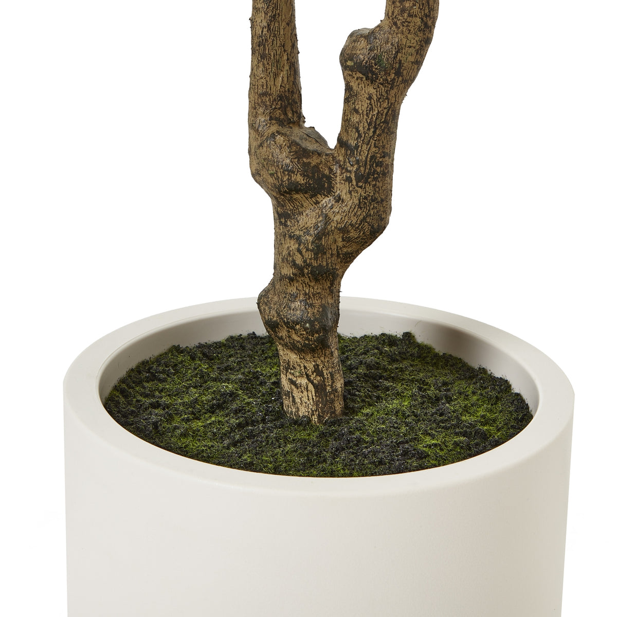 Apulia Olive Tree In White Pot 210Cm image 4