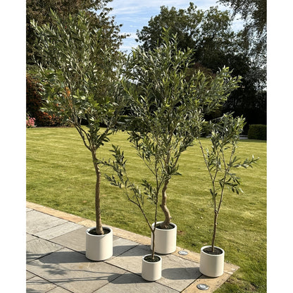 Apulia Olive Tree In White Pot 210Cm image 5