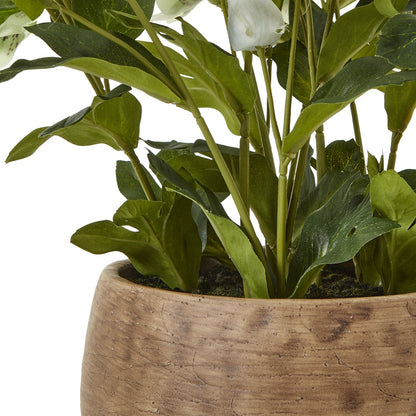 Green Hellebore Plant In Taupe Pot image 4