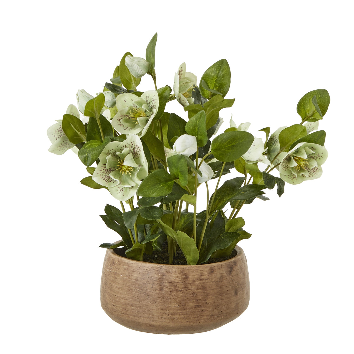 Green Hellebore Plant In Taupe Pot image 1