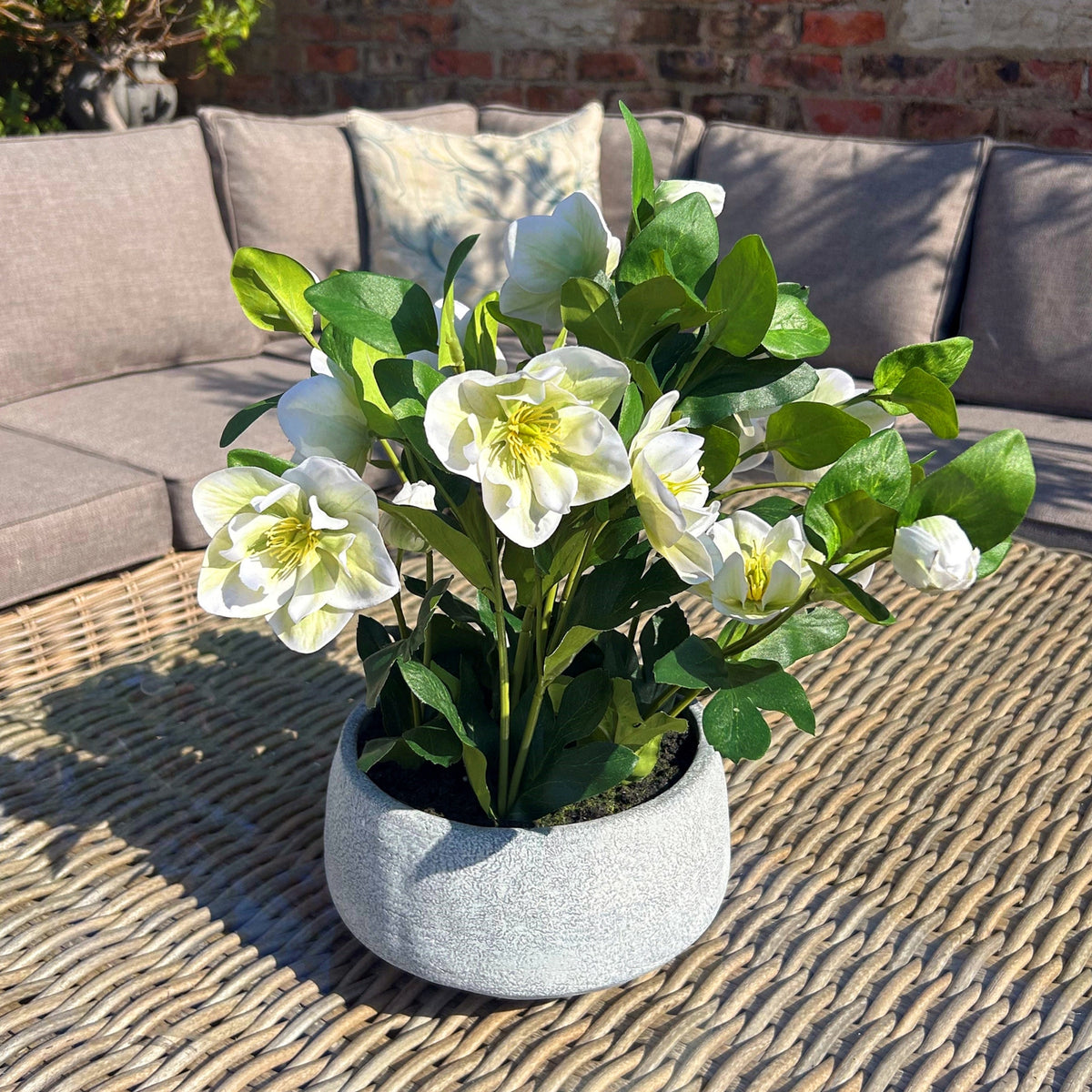 White Hellebore Plant In Grey Pot image 2