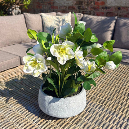 White Hellebore Plant In Grey Pot image 2