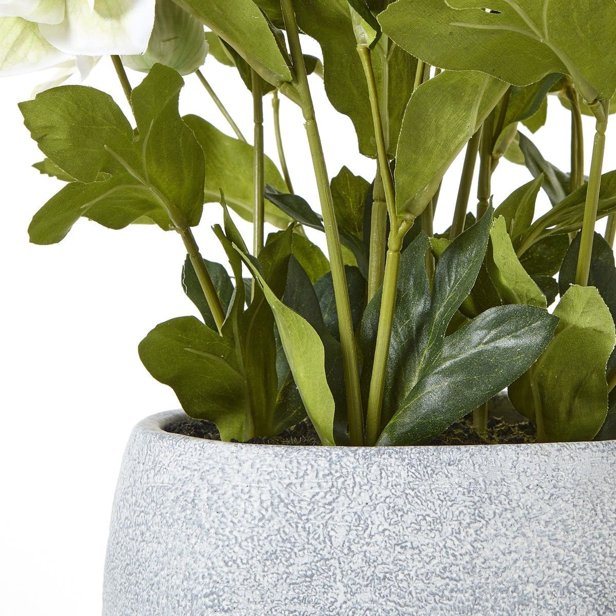 White Hellebore Plant In Grey Pot image 4