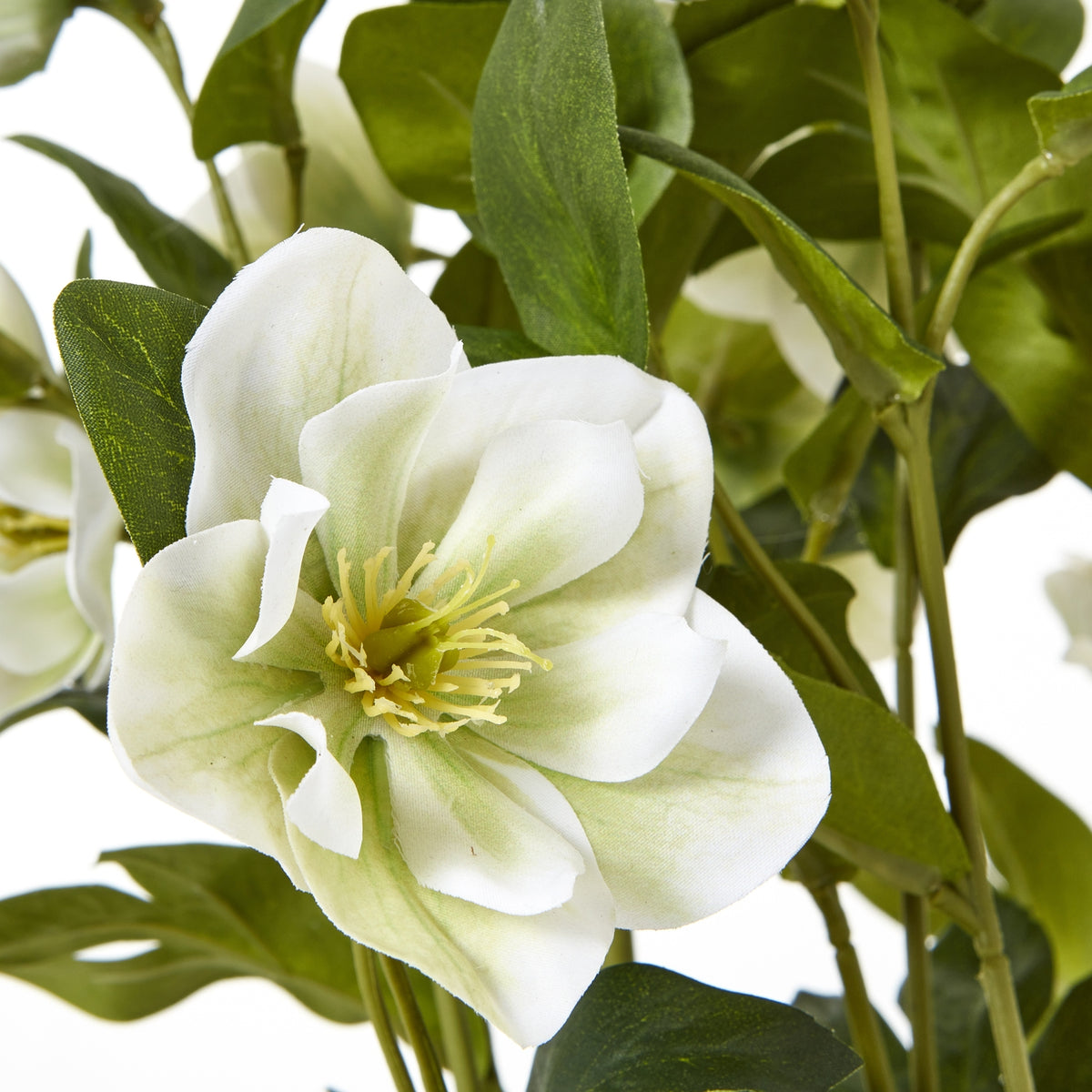 White Hellebore Plant In Grey Pot image 5