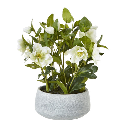 White Hellebore Plant In Grey Pot image 1