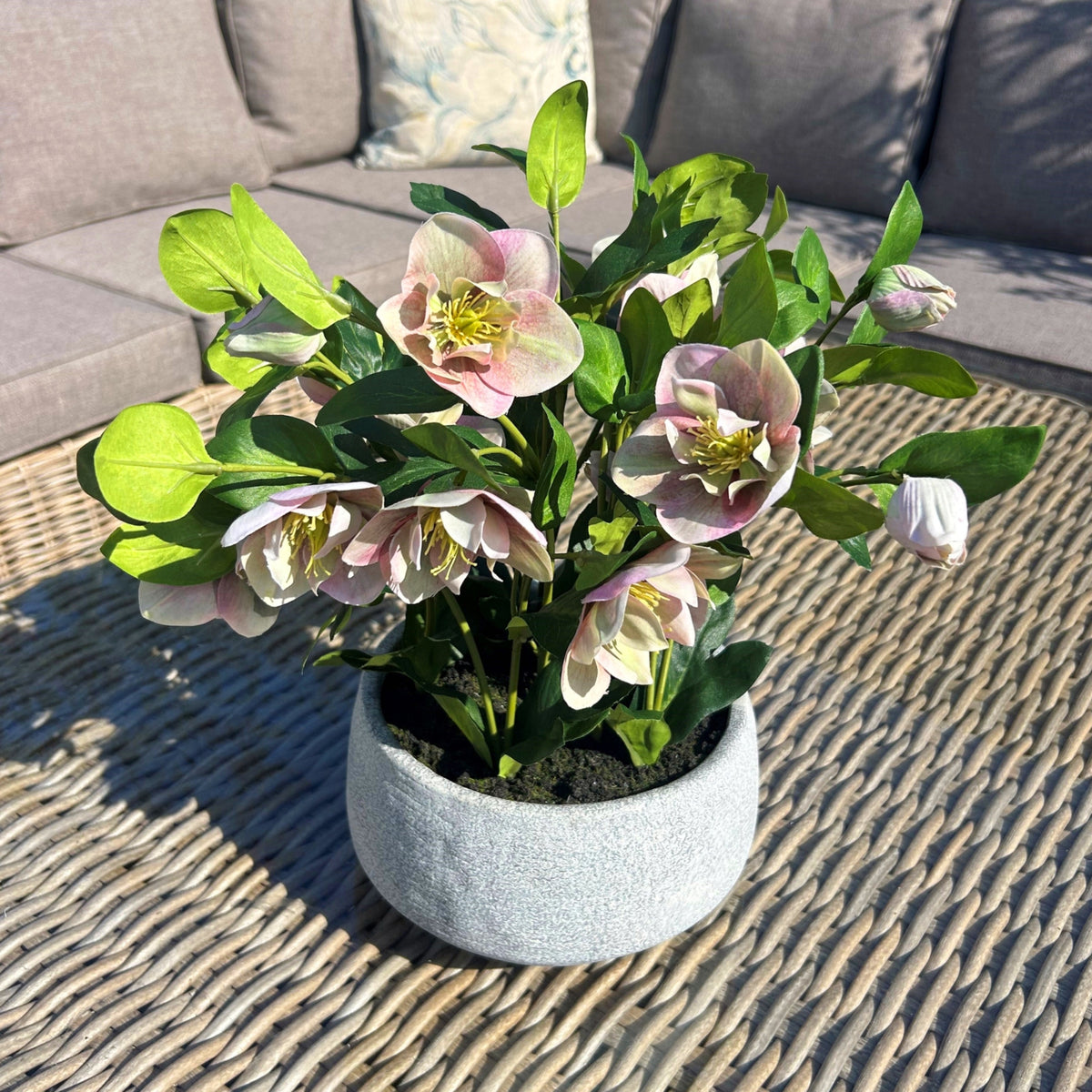 Variegated Pink Hellebore Plant In Grey Pot image 3