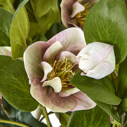 Variegated Pink Hellebore Plant In Grey Pot image 5