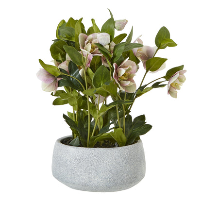 Variegated Pink Hellebore Plant In Grey Pot image 1