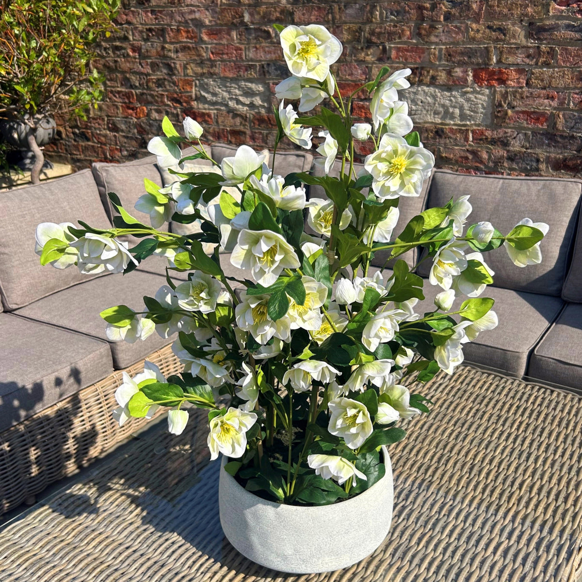 Large White Hellebore In Grey Pot image 2