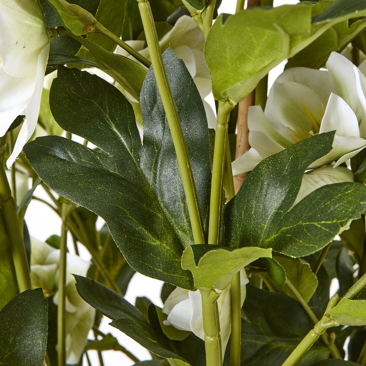 Large White Hellebore In Grey Pot image 3
