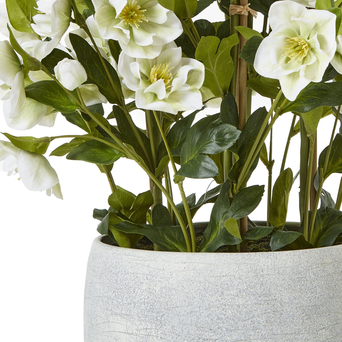 Large White Hellebore In Grey Pot image 4