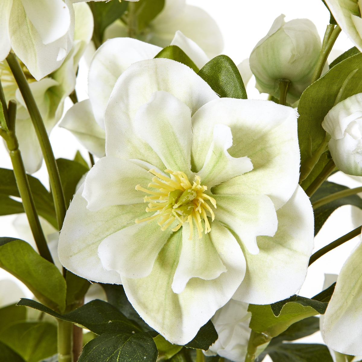 Large White Hellebore In Grey Pot image 5