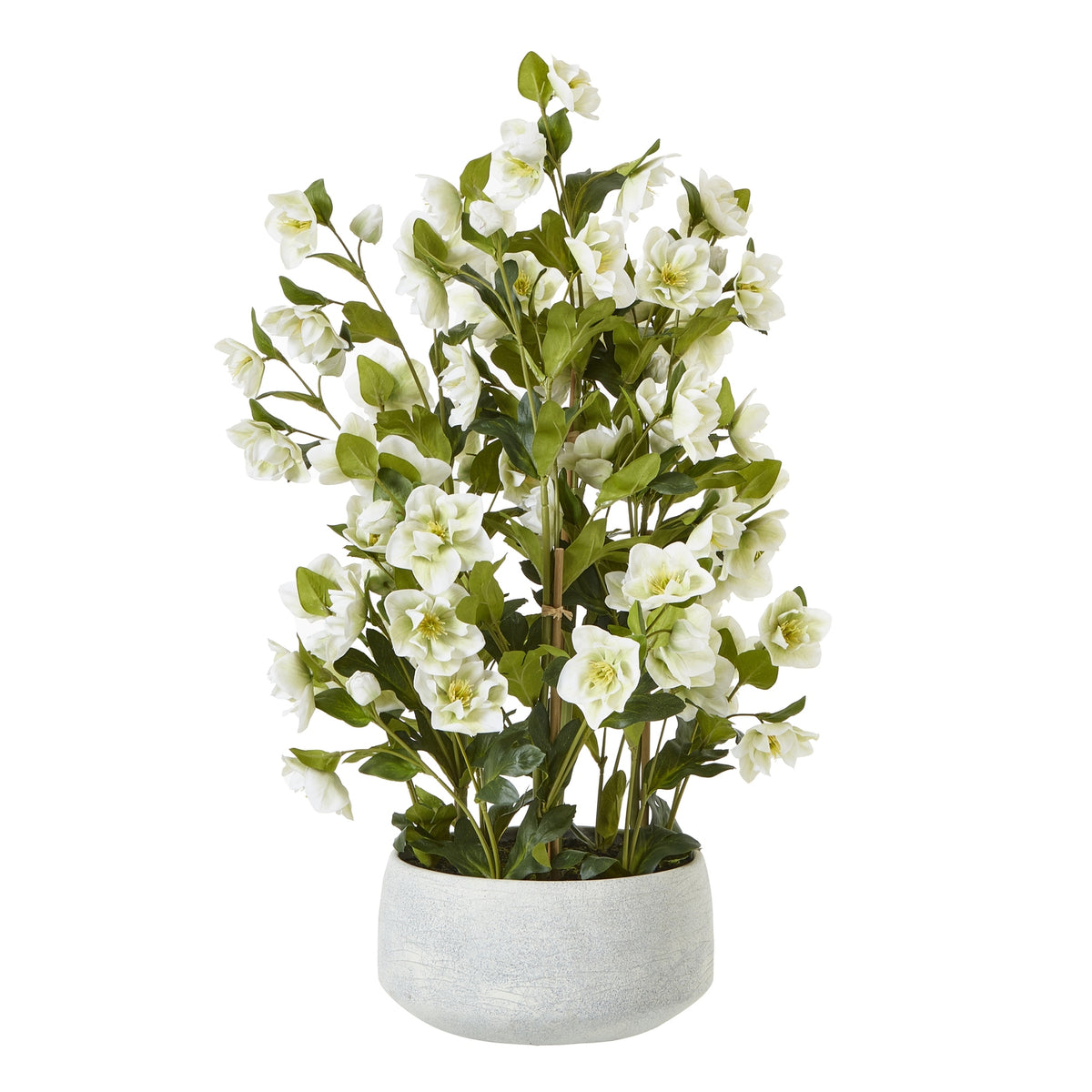 Large White Hellebore In Grey Pot image 1