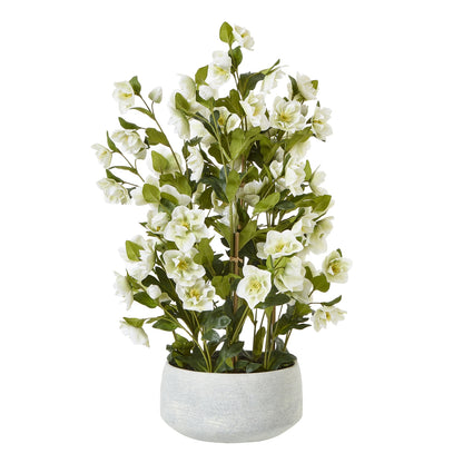 Large White Hellebore In Grey Pot image 1