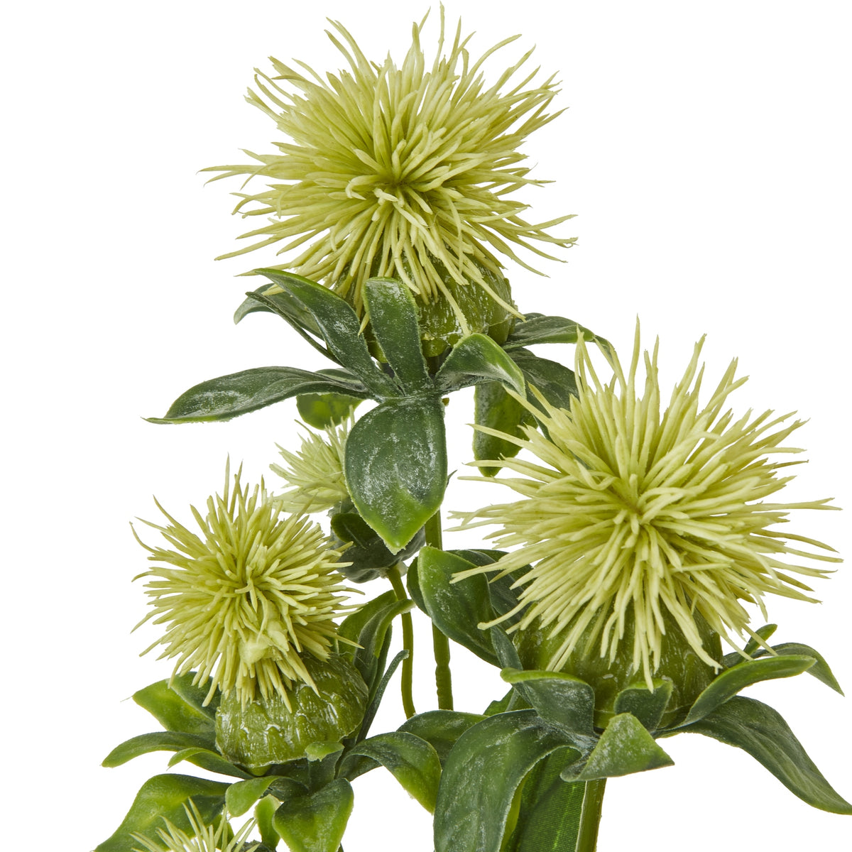 Green Safflower Spray image 2
