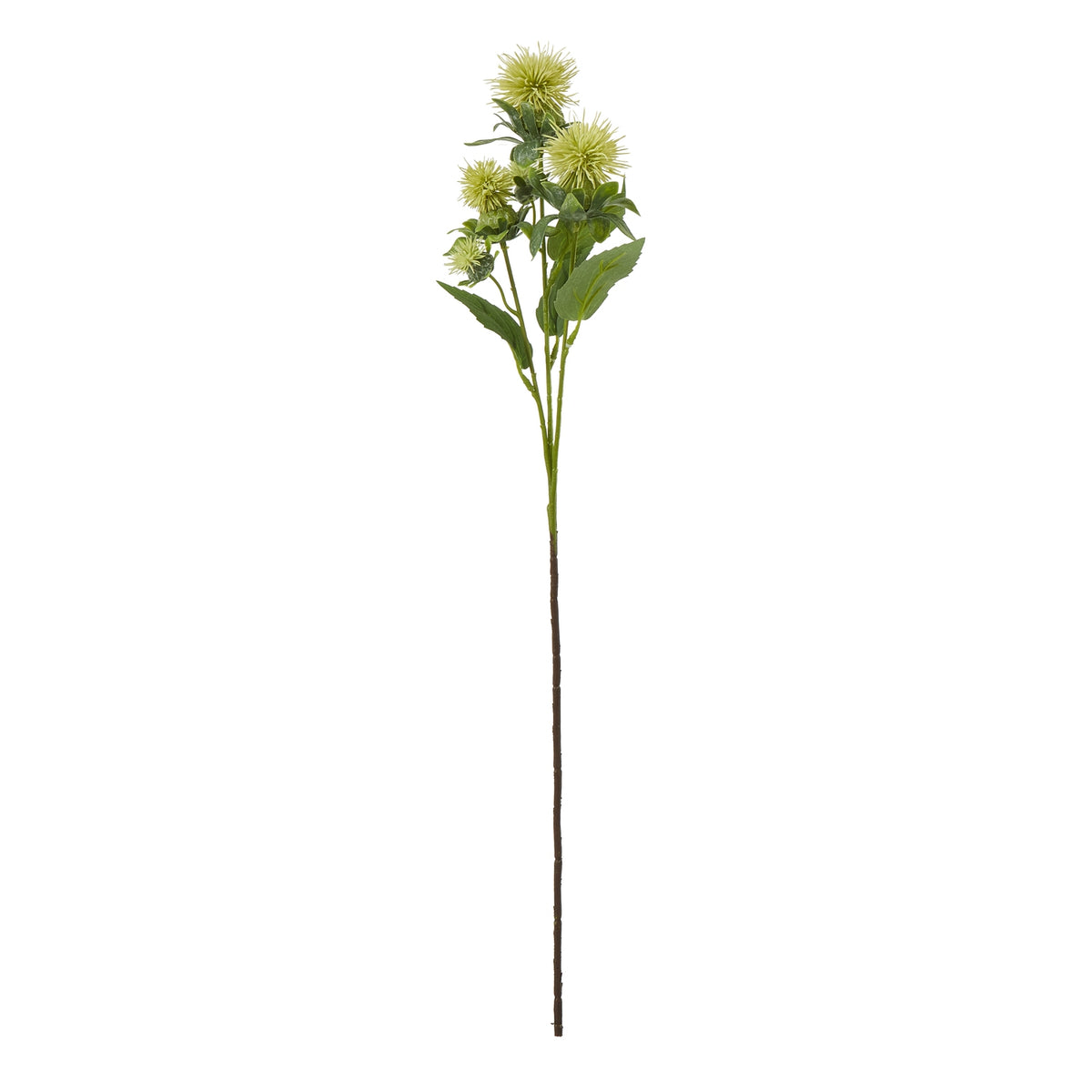 Green Safflower Spray image 1