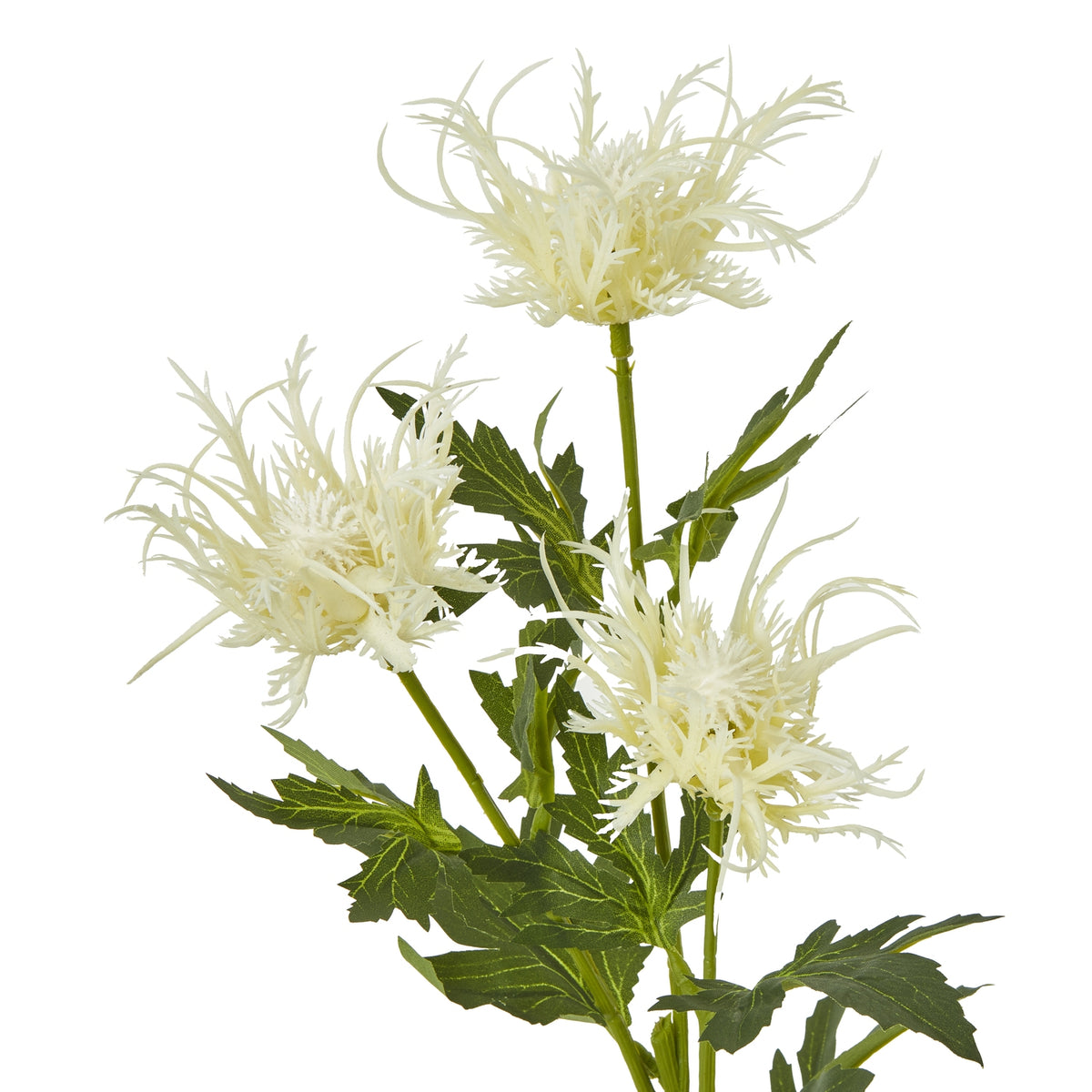 Cream Sea Holly Spray image 2