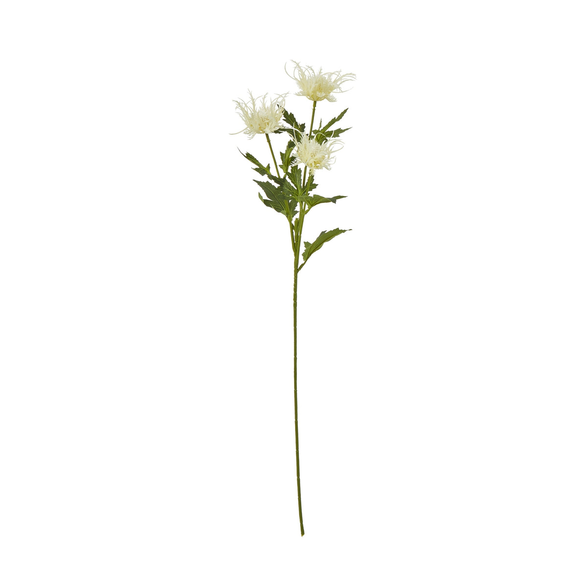 Cream Sea Holly Spray image 1