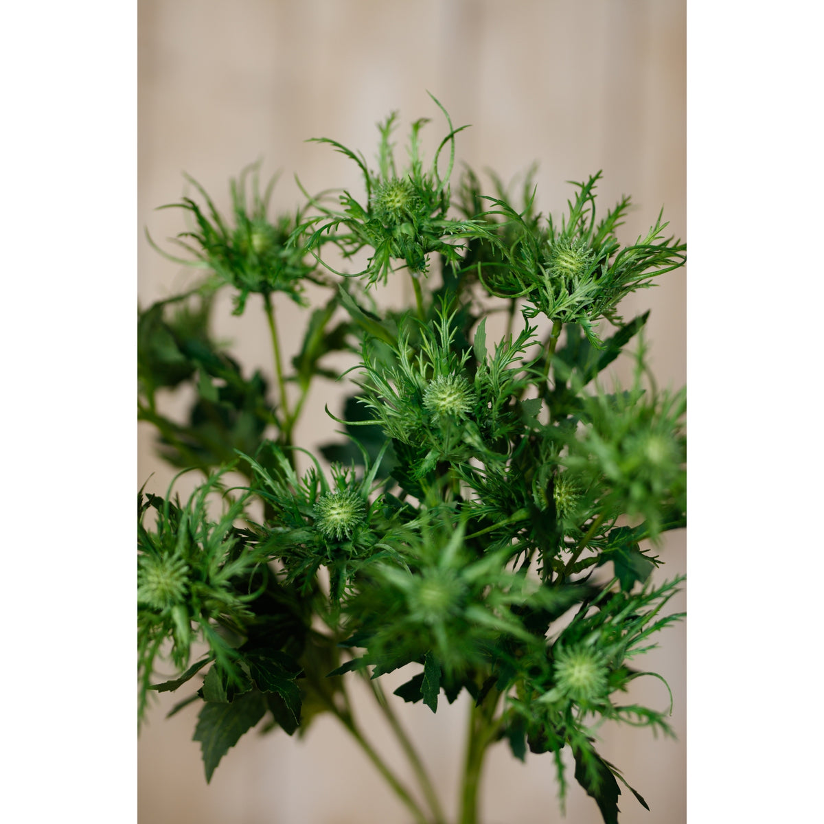 Green Sea Holly Spray image 5