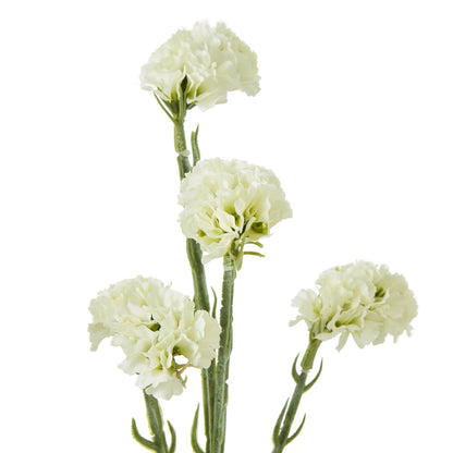 Cream Statice Spray image 2