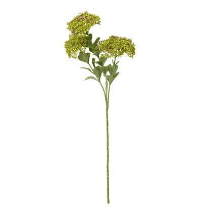 Green Sedum Spray image 1