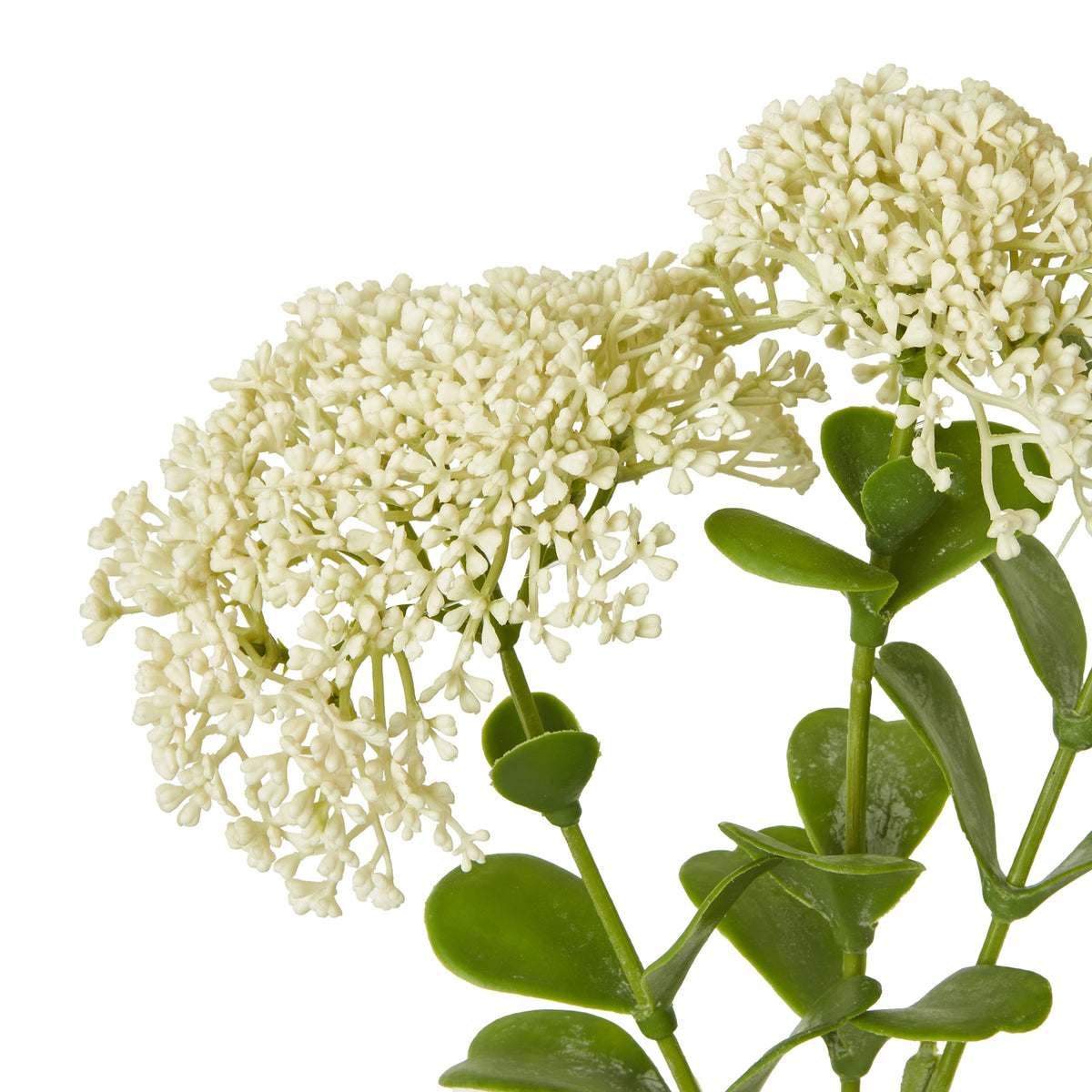 Cream Sedum Spray image 2