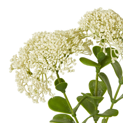 Cream Sedum Spray image 2