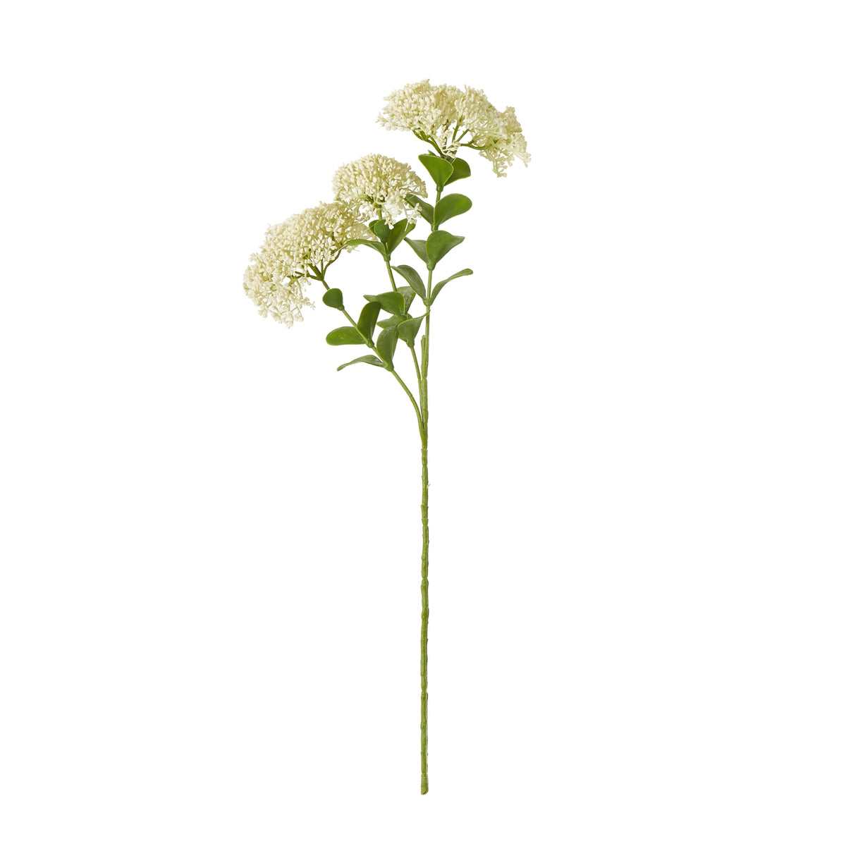 Cream Sedum Spray image 1