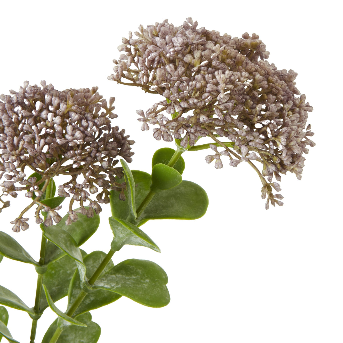 Purple Sedum Spray image 2