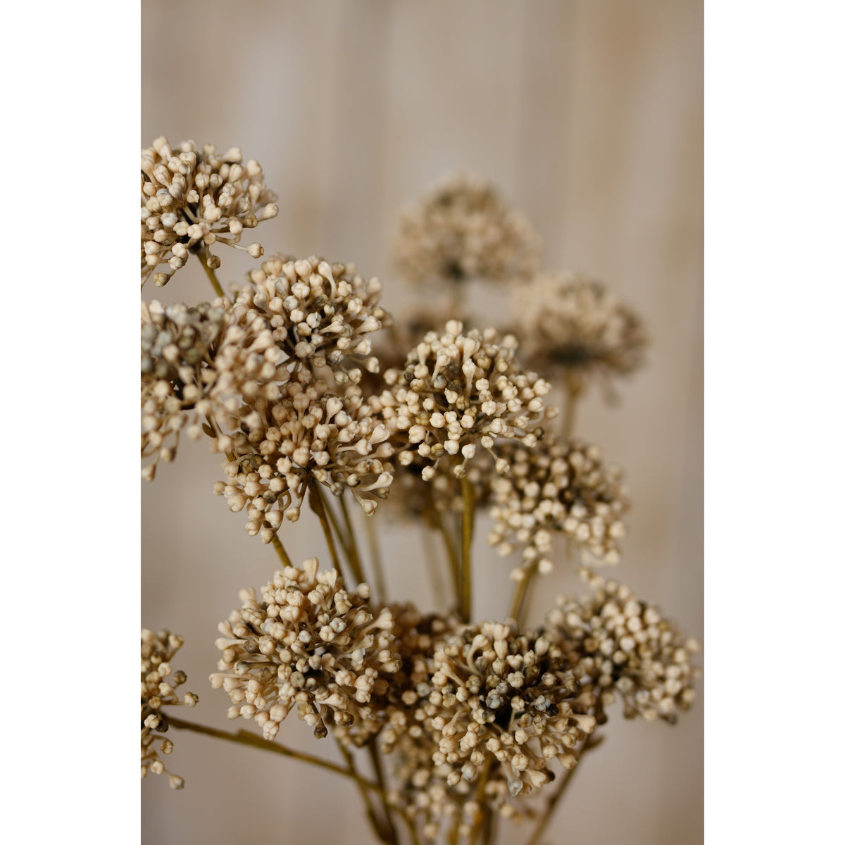 Brown Allium Spray image 5