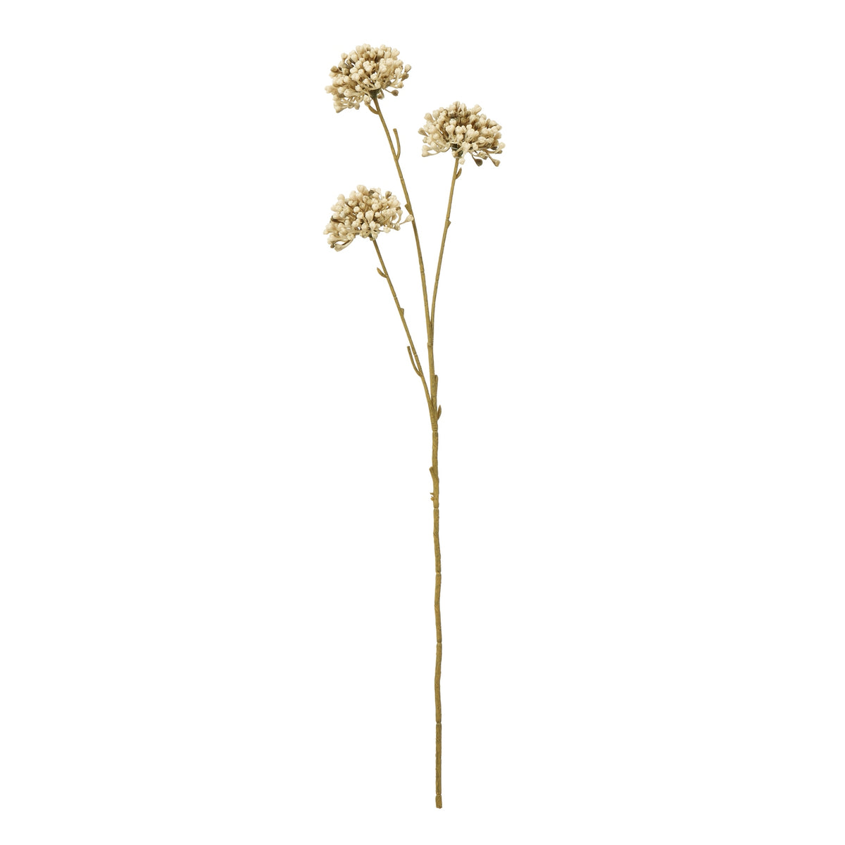 Brown Allium Spray image 1