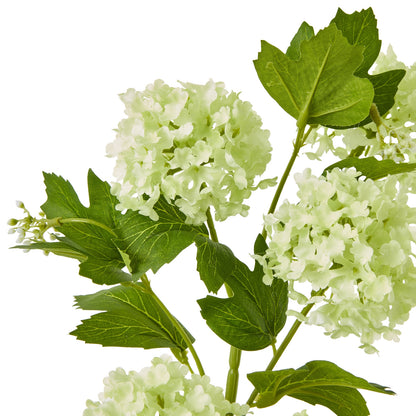 Green Snowball Viburnum Spray image 2