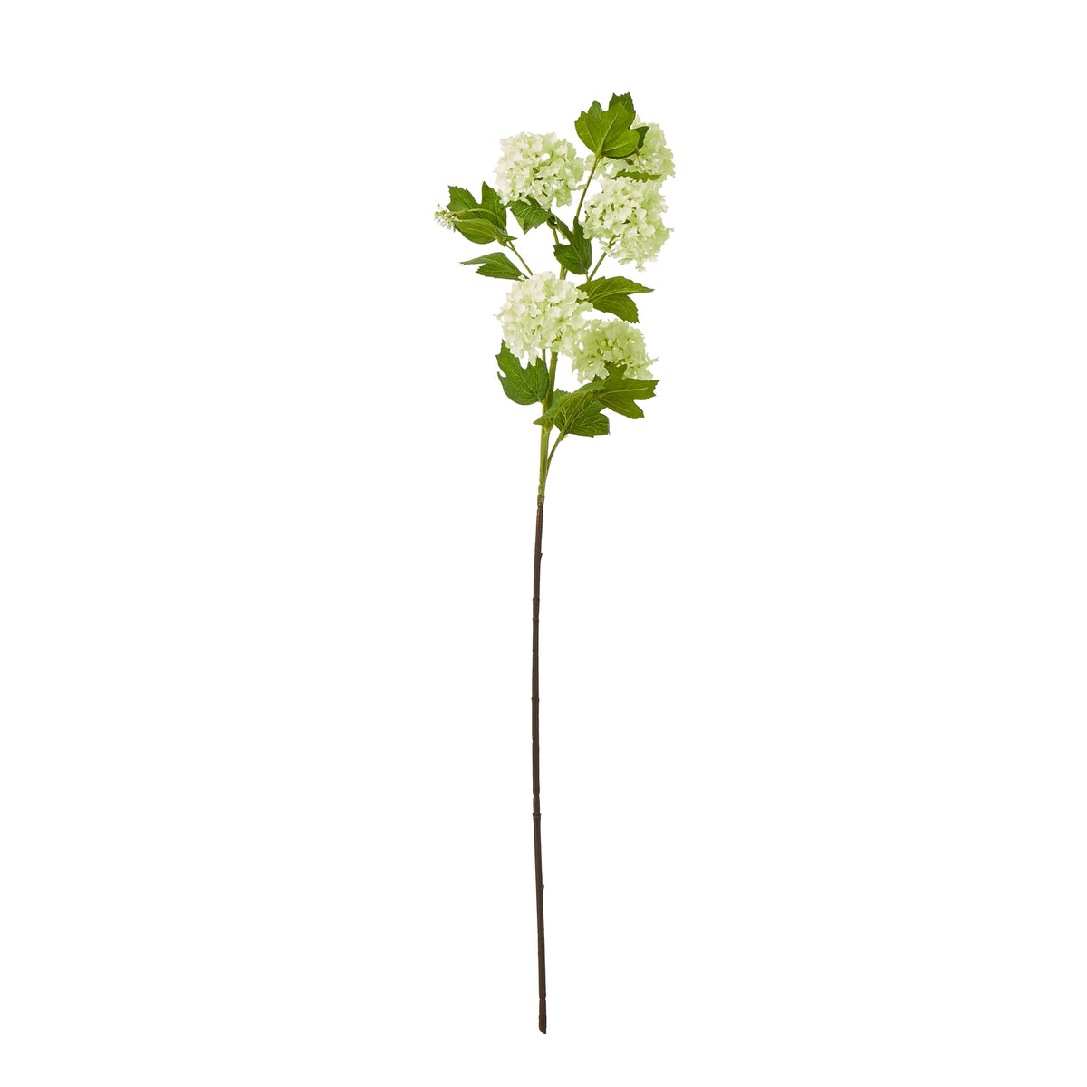 Green Snowball Viburnum Spray image 1