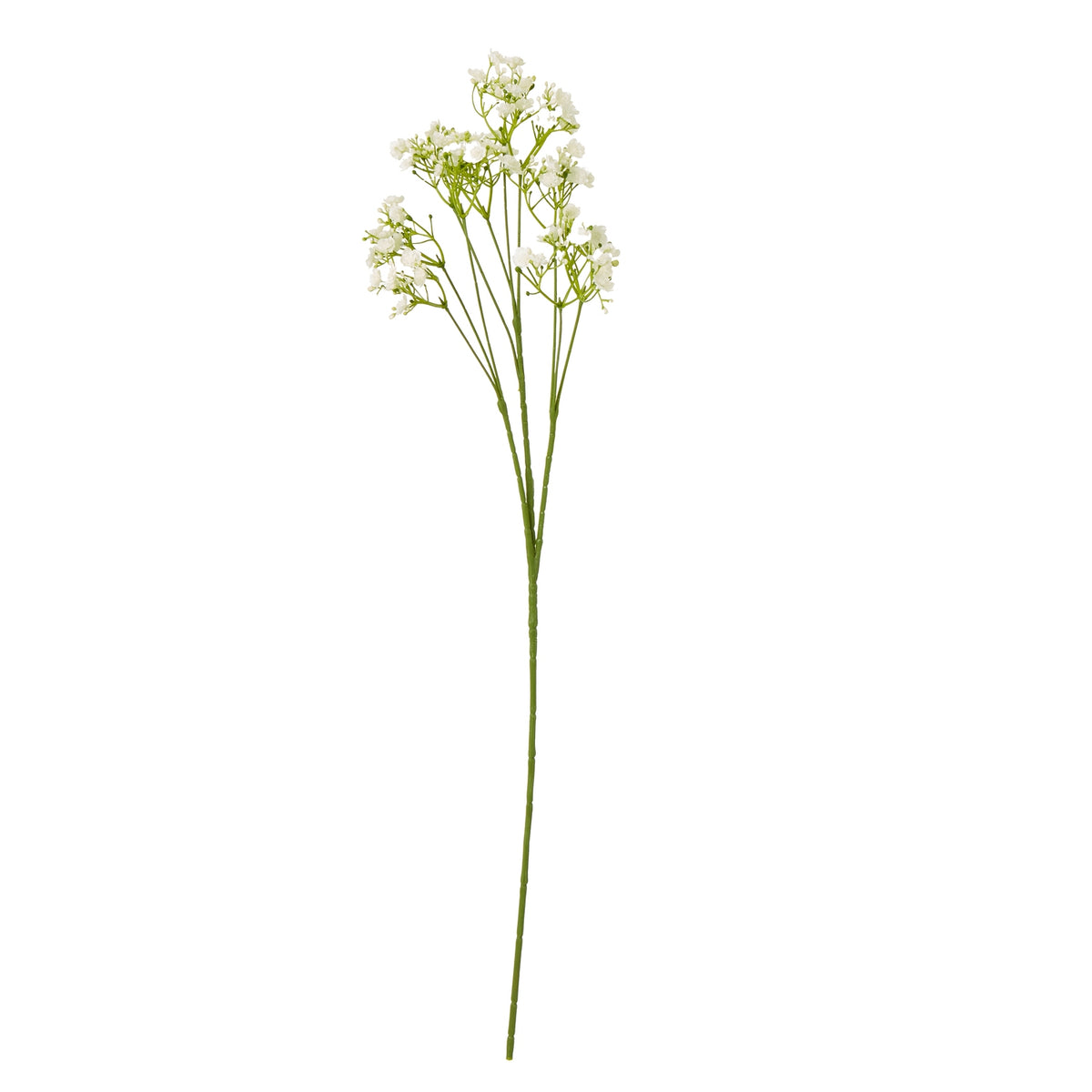 Cream Gypsophila Stem image 1