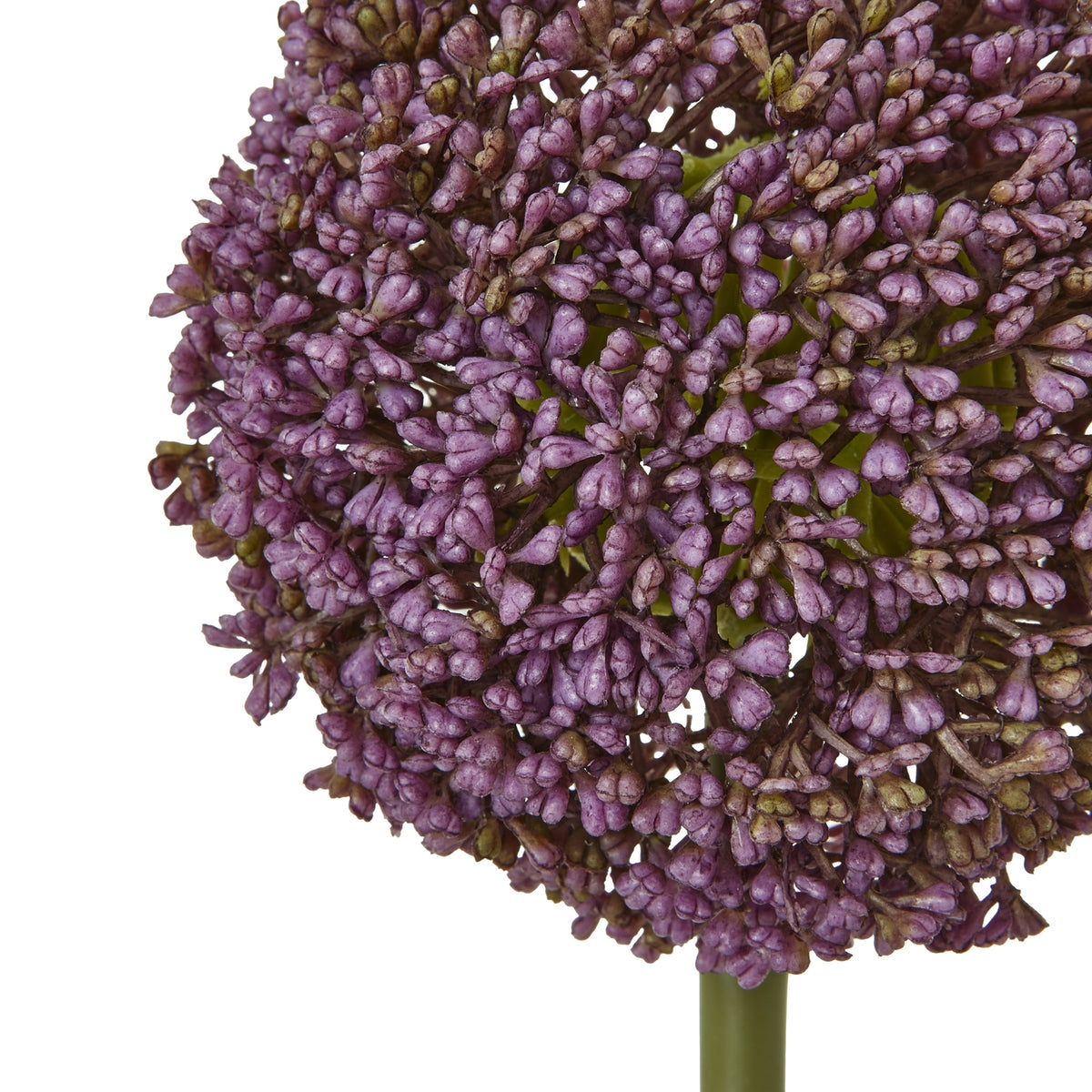 Purple Allium Stem image 2