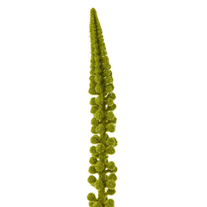 Green Eremurus Stem image 2