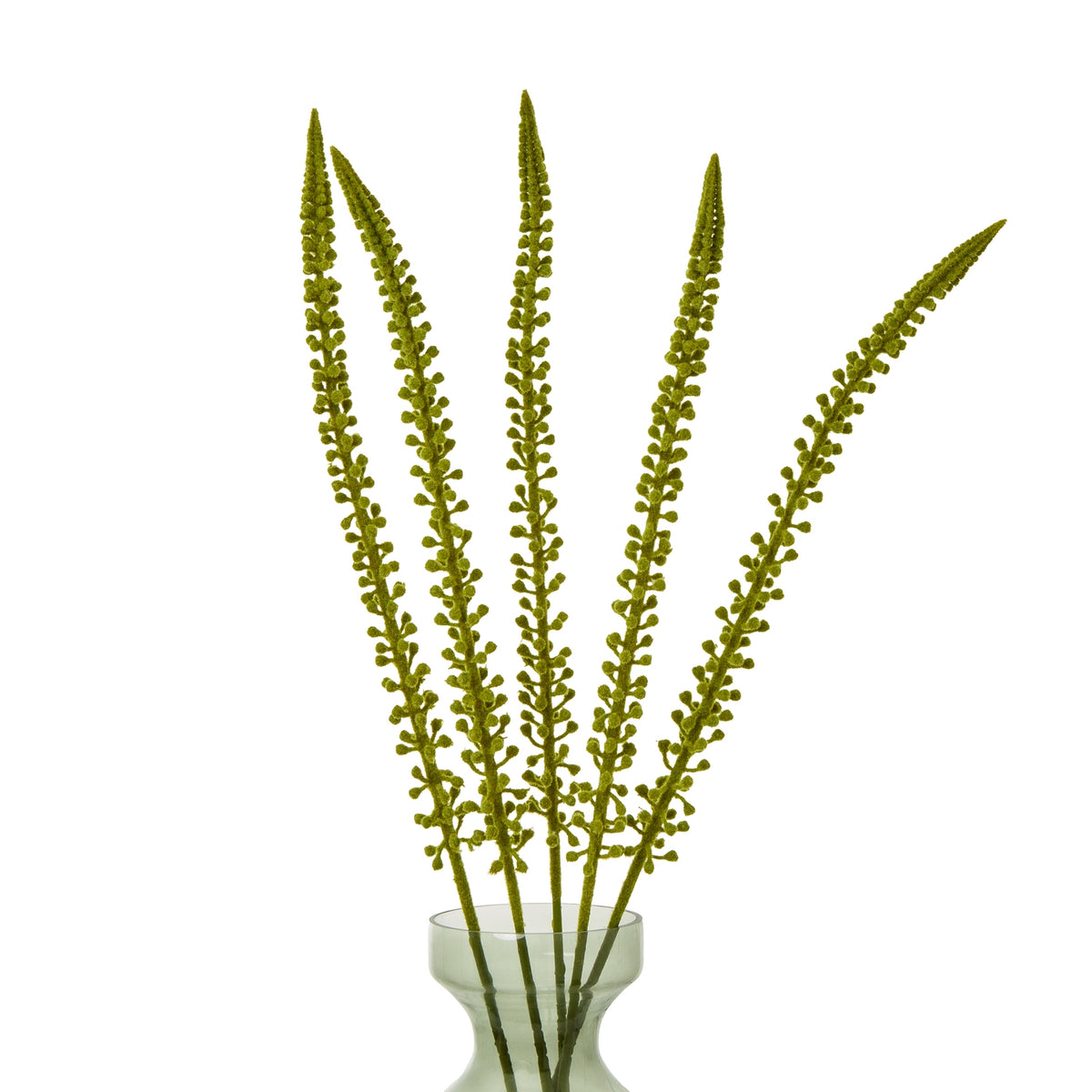 Green Eremurus Stem image 3