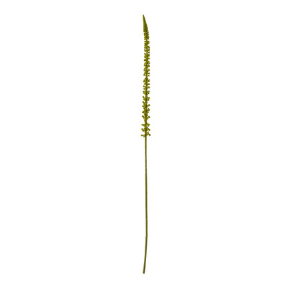 Green Eremurus Stem image 1