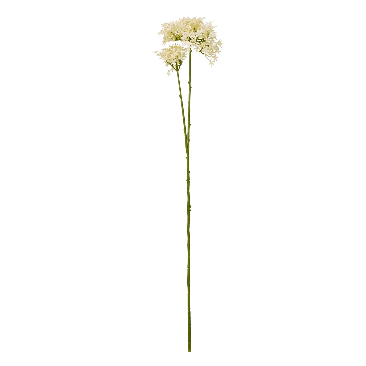 Cream Crown Hydrangea Stem image 1
