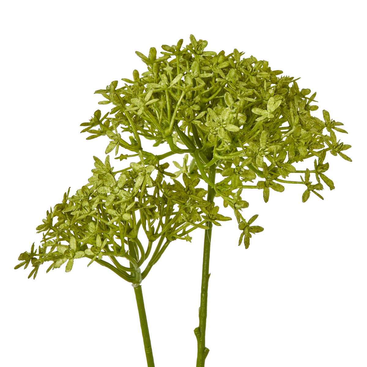 Green Crown Hydrangea Stem image 2