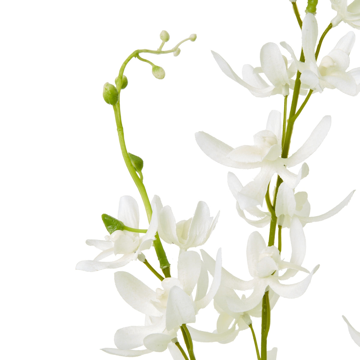 White Cymbidium Spray image 2