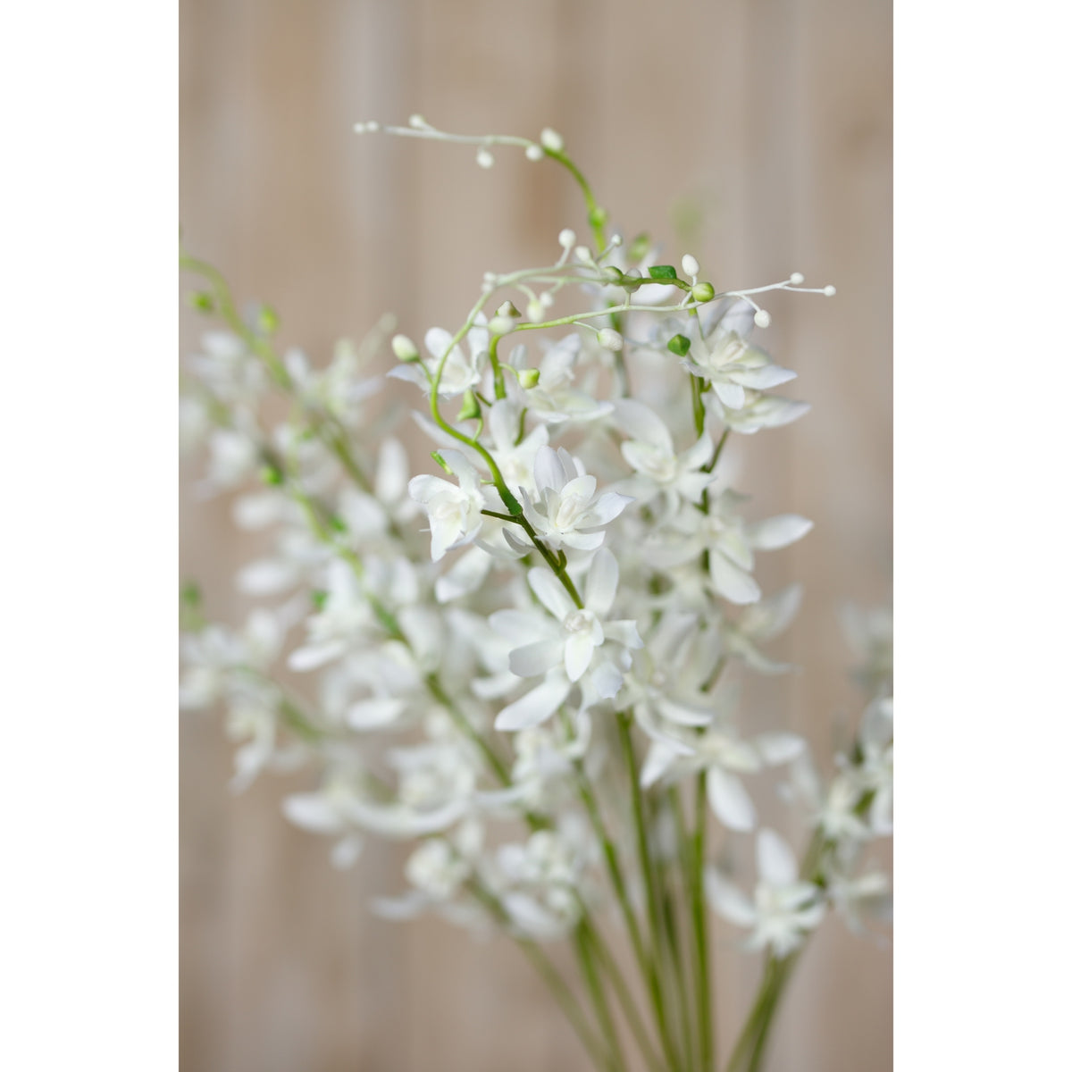 White Cymbidium Spray image 5