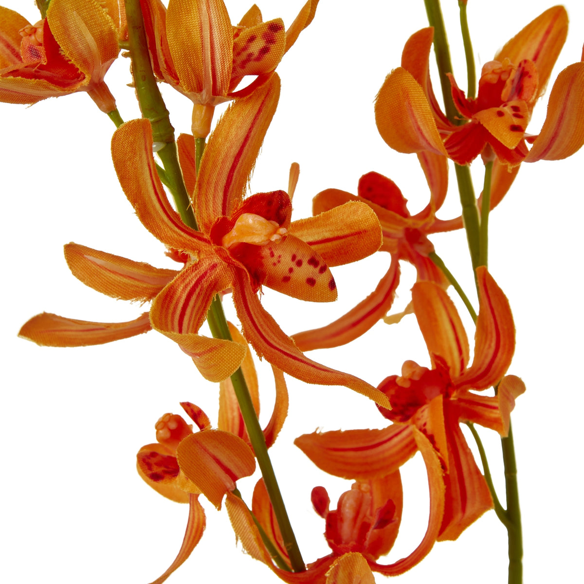 Orange Cymbidium Spray image 2