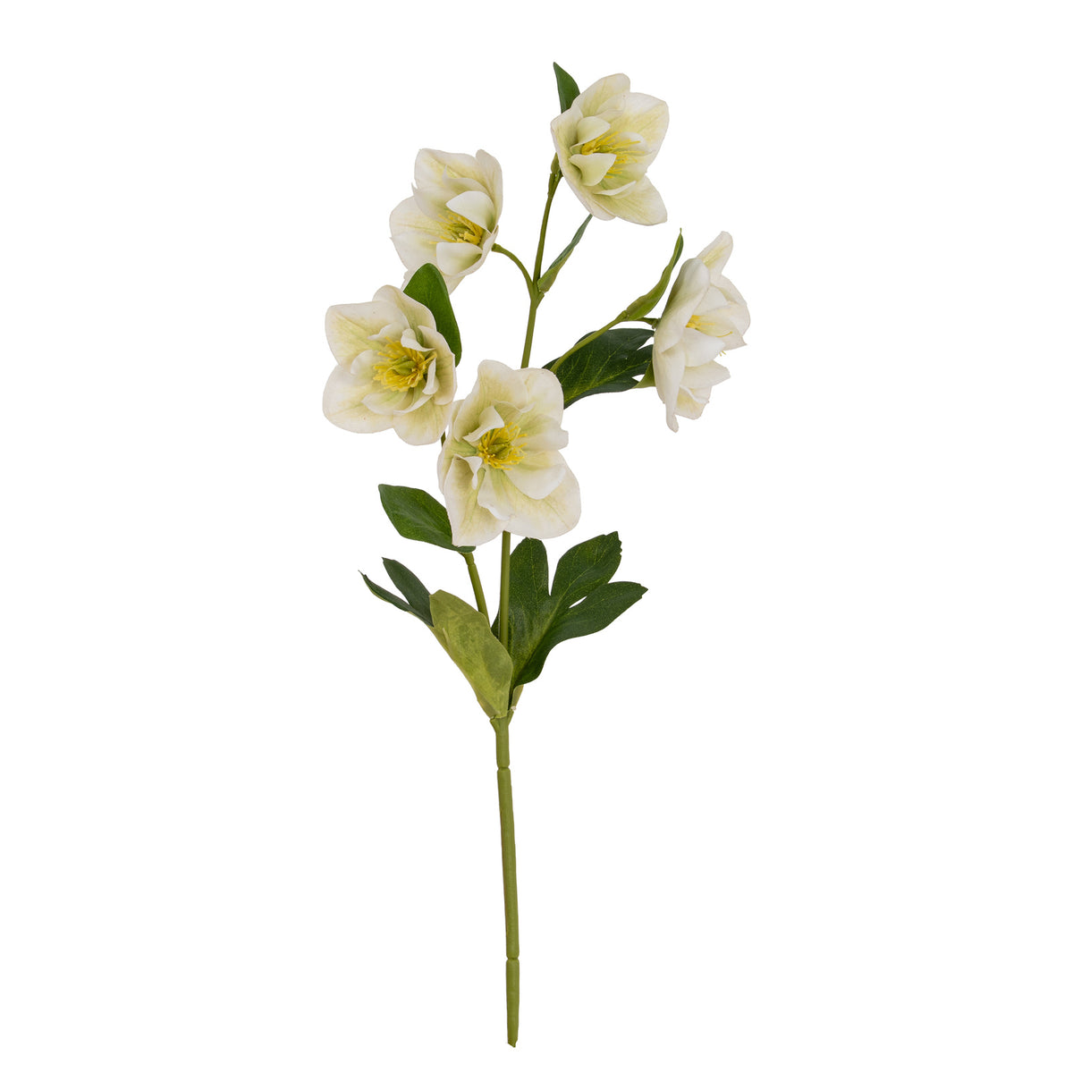 White Hellebore Stem image 3