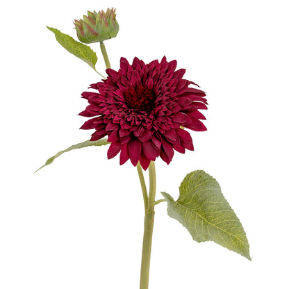Dahlia Burgundy Raven Stem image 3