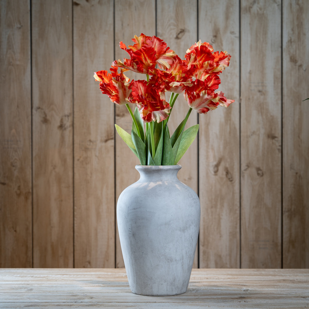 Flame Orange Parrot Tulip image 2