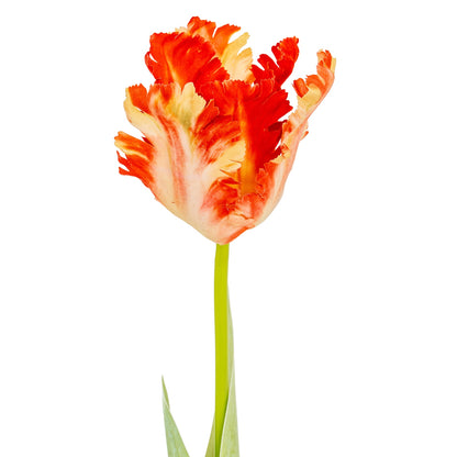 Flame Orange Parrot Tulip image 3