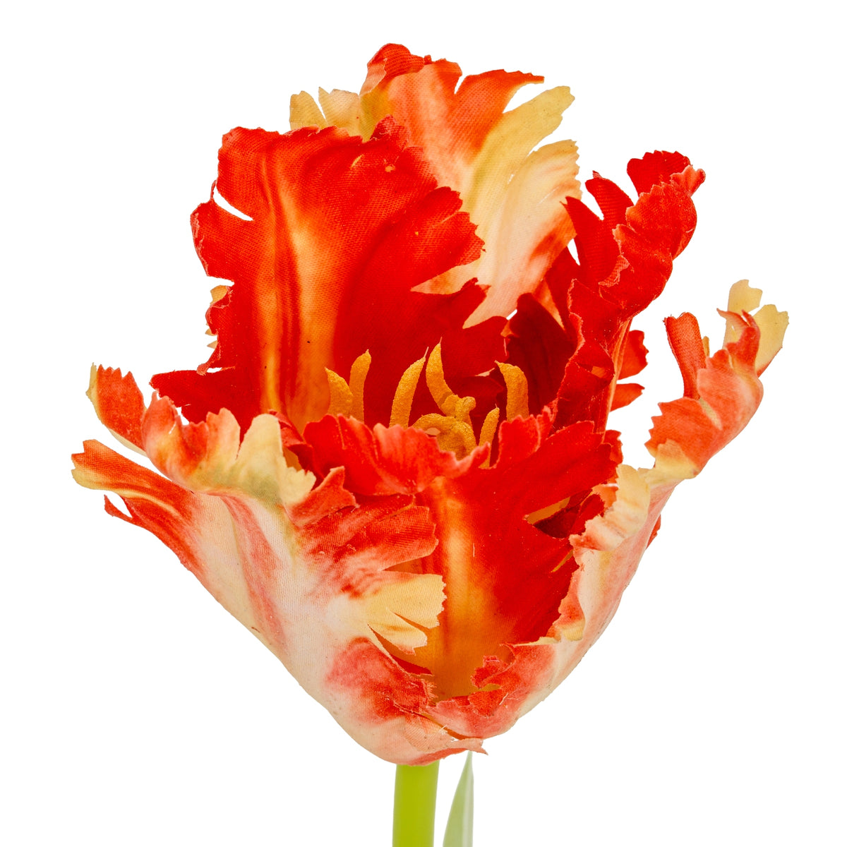 Flame Orange Parrot Tulip image 5
